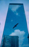 Bird silhouettet against glass building with clouds reflected in windows.