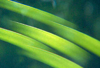 grass blades in collage