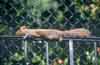 squirrel laying on fence
