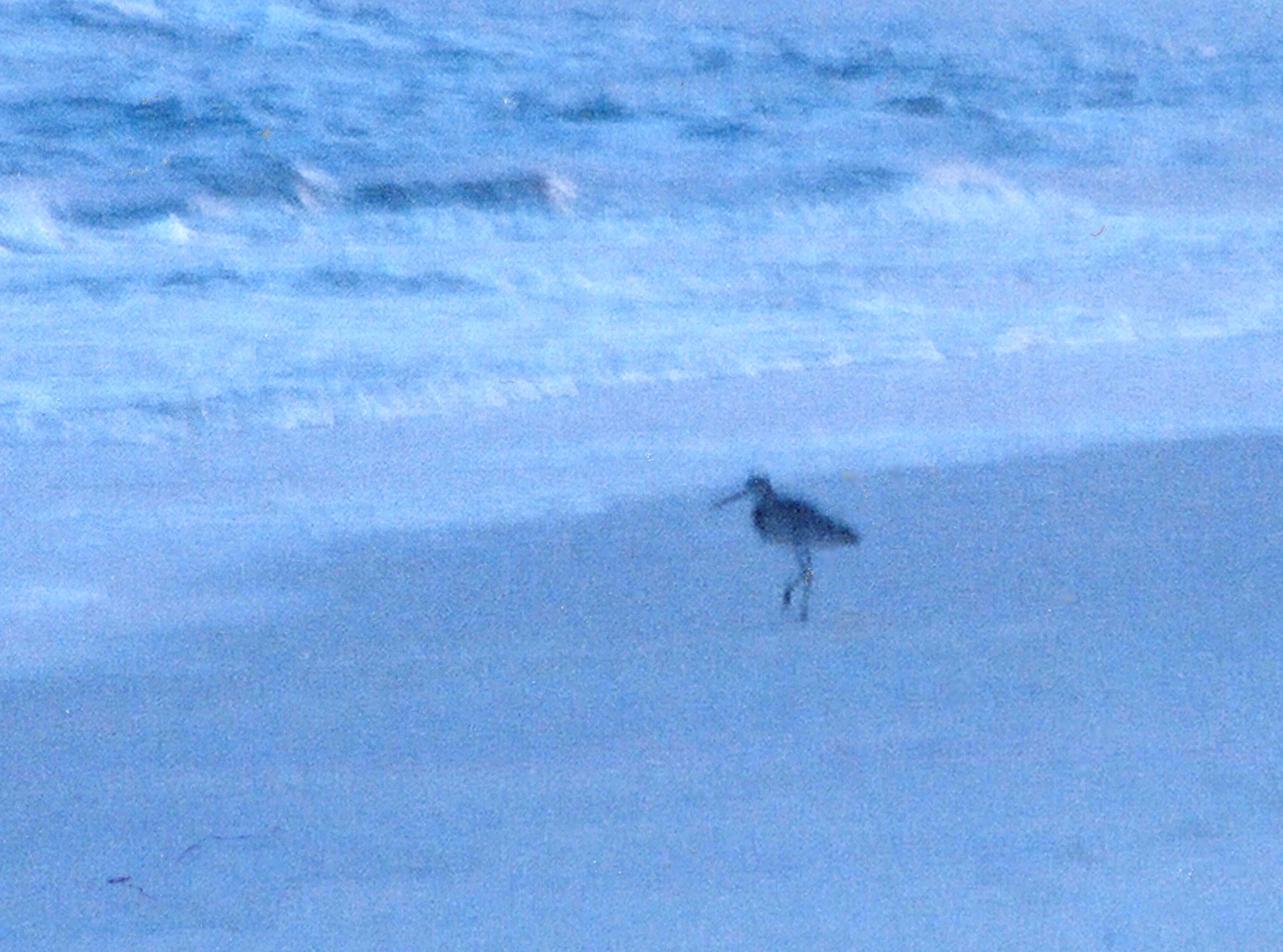 Soft focus of sandpoiper on beach.