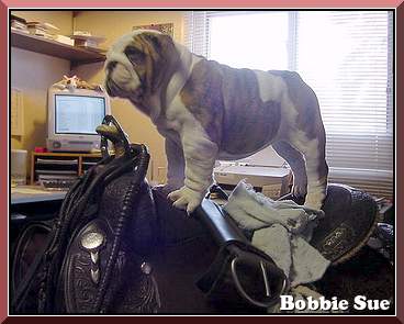 Bobbie Sue Photo 4