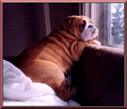 Bugsy