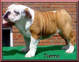 Tierra Side
