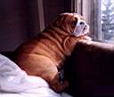 Bugsy
