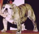 Comanche