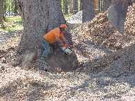 Bob from Coffs Harbour Hardwood, contracted to clear our land. Great job.