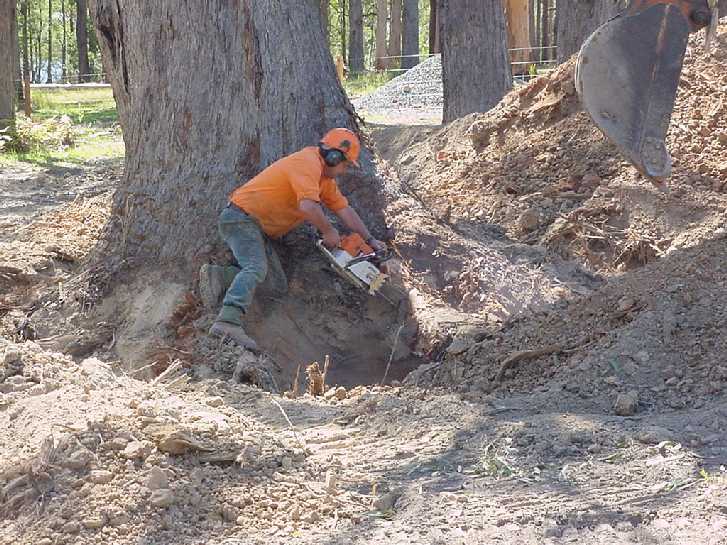 Bob from Coffs Harbour Hardwood, contracted to clear our land. Great job.