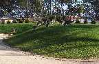 This is where some of the local Australian Kangaroos gather for their afternoon feed on our lush lawn.