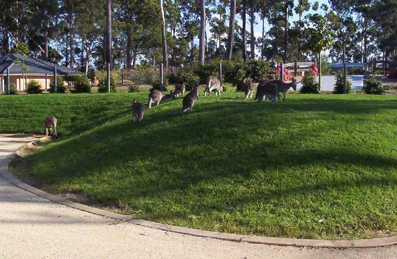 This is where some of the local Australian Kangaroos gather for their afternoon feed on our lush lawn.