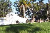 This is where some of the local Australian Kangaroos gather for their afternoon feed on our lush lawn.