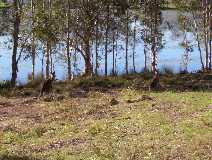 Australian kangaroos are abundant on our property. If you look close, at the kangaroo on the left, you will see a joeys head peeking out from its mother�s pouch.