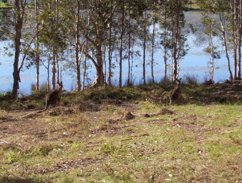 Australian kangaroos are abundant on our property. If you look close, at the kangaroo on the left, you will see a joeys head peeking out from its mother�s pouch.