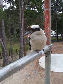 Australian kookaburra supervising David & Deborahs paint work.