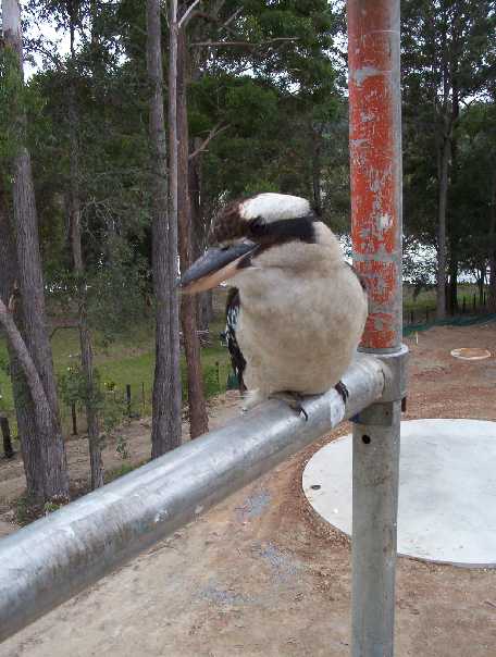 Australian kookaburra supervising David & Deborahs paint work.