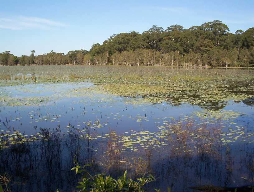 Lake Russell Water Lillies