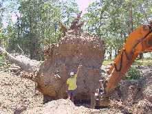 David showing the size of this stump(20 tonne). It would have been right in the middle of the homestead.