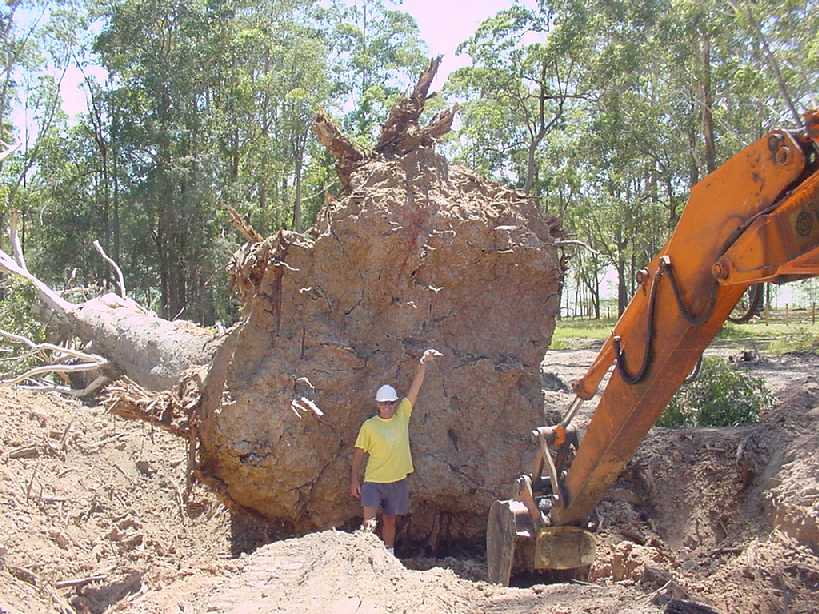 David showing the size of this stump(20 tonne). It would have been right in the middle of the homestead.