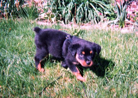 Diesel at 18 months