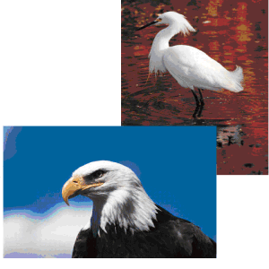 Florida  birds