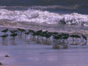 Short-billed Dowitches