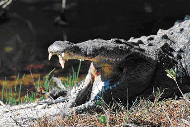 Forida Alligator
