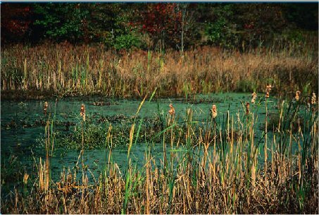 Florida Swamp