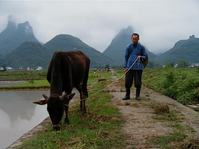 Everybody's got a waterbuffalo