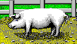 SimFarm Pig