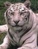 Go Tigers