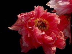 Japanese Tree Peony