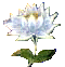 budflower.gif