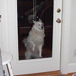 Snow the Dog participated in the party as well...