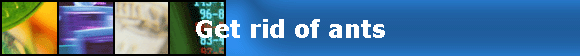 Get rid of ants
