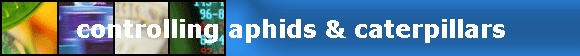 controlling aphids & caterpillars