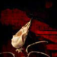Desire