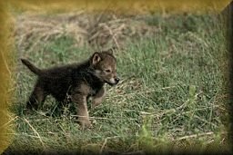 Blackie as a pup
