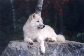 Alicorn, sitting on Alpha rock