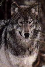 Alyth^ of Moon Valley, Beta Silver Mist