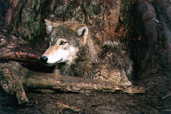 CinderPaws Amarante, former Gamma Silver Mist, deceased