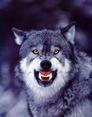 Though wolves will attack when threatened, they are generally very peaceful.