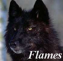 Flames, Alpha Silver Mist