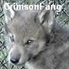 Crimsonfang Fyrewind-Amarante