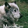 MoonFire Amarante Silver Mist