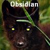 Obsidian Pup Silver Mist