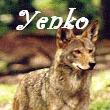 Yenko Caretaker Silver Mist