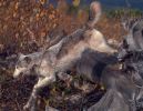 Wolves can run up to 40 mph for 20 minutes!