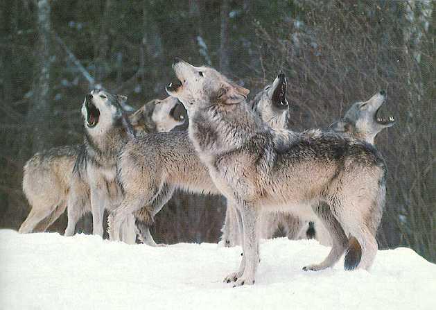 Packs howl to commuicate.