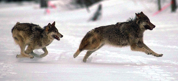 Wolves often use strategy when hunting.