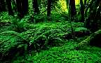 Springtime and Summer in the forest