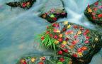 The Pond